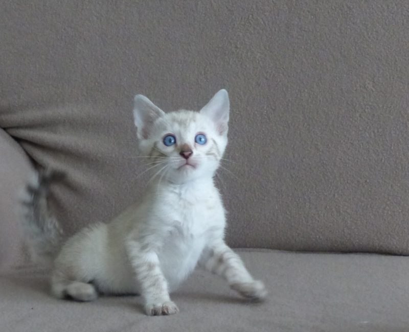 Seal Lynx kitten